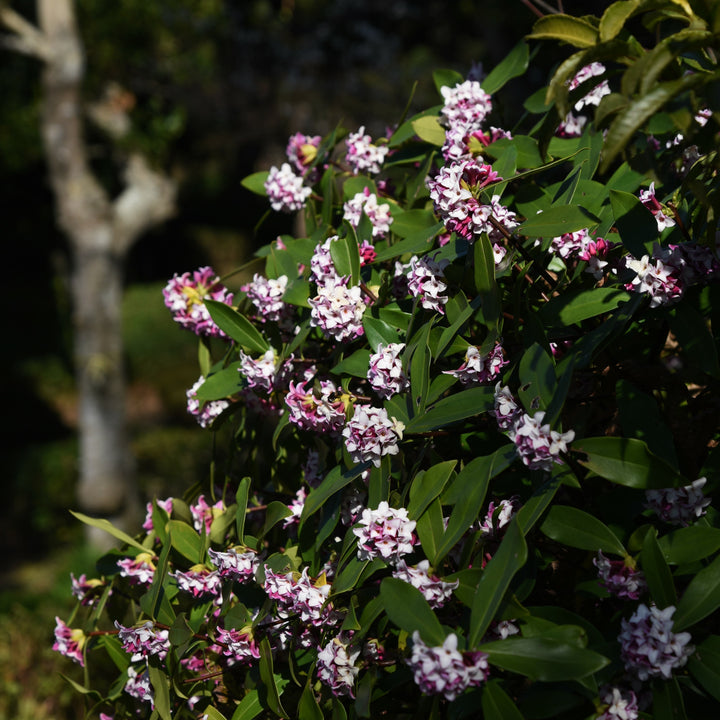 Daphne odora 'Greenleaf Pink' ~ Greenleaf Pink Winter Daphne-ServeScape