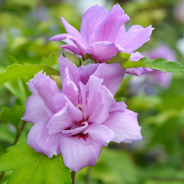 Hibiscus syriacus 'Ardens' ~ Ardens Hibiscus-ServeScape