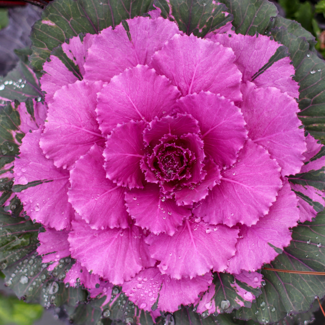 Brassica oleracea (Acephala Group) 'Color Up Red' ~ Color Up Red Ornamental Cabbage-ServeScape