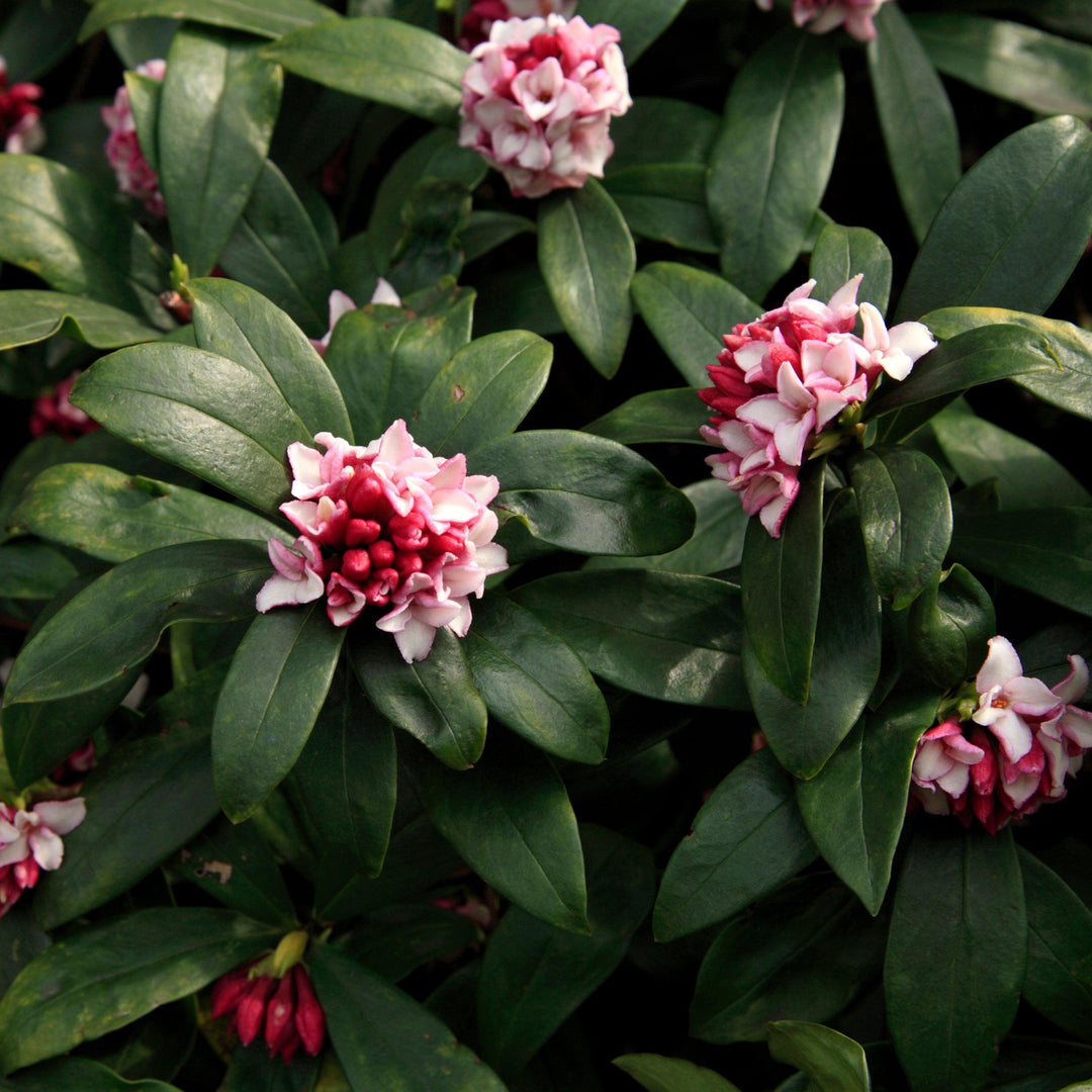 Daphne odora 'Greenleaf Pink' ~ Greenleaf Pink Winter Daphne-ServeScape