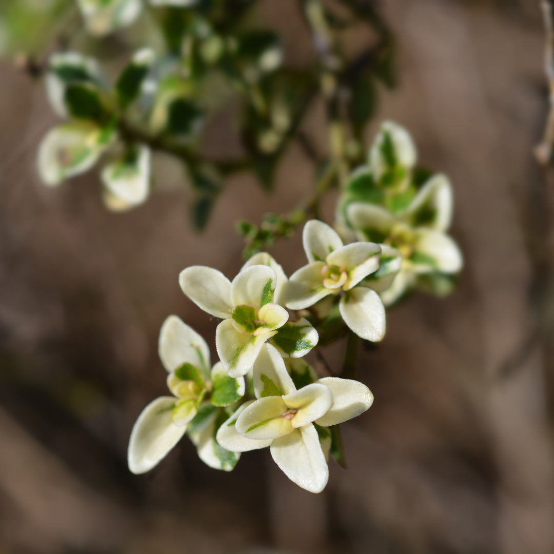 Thymus pulegioides 'Foxley' ~ Foxley Thyme-ServeScape