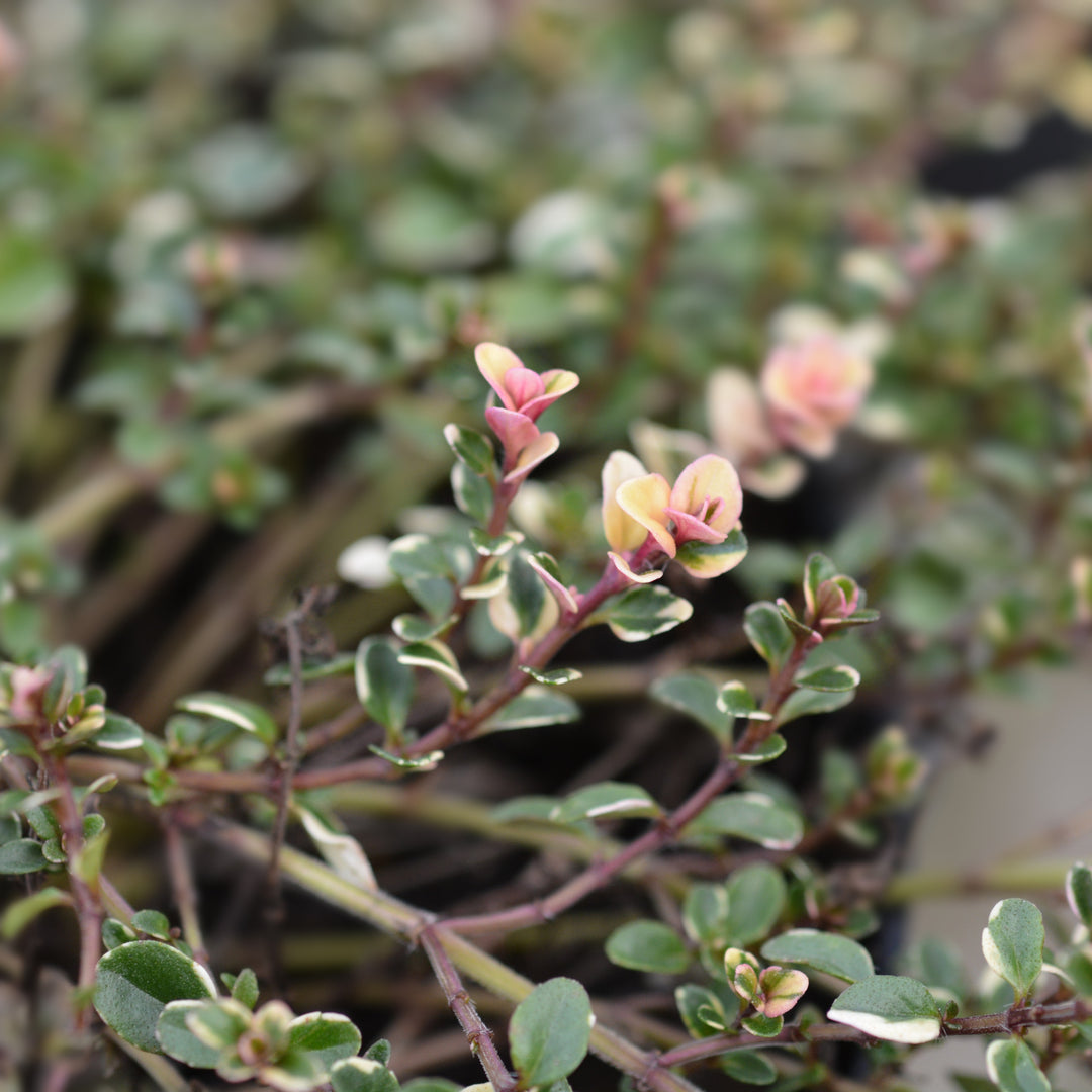 Thymus pulegioides 'Foxley' ~ Foxley Thyme-ServeScape