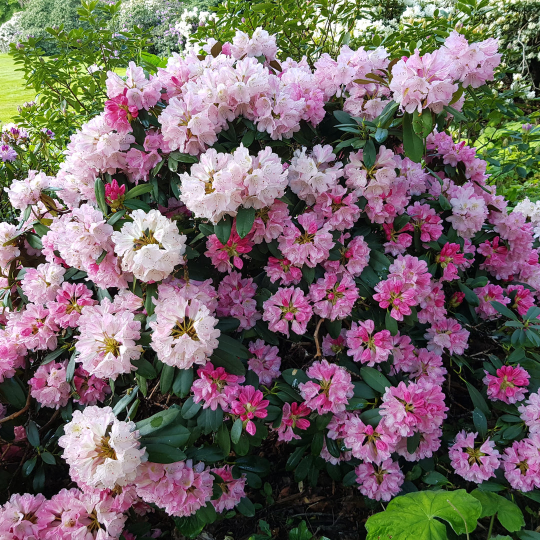 Rhododendron yakushimanum 'Yaku Prince' ~ Yaku Prince Rhododendron-ServeScape