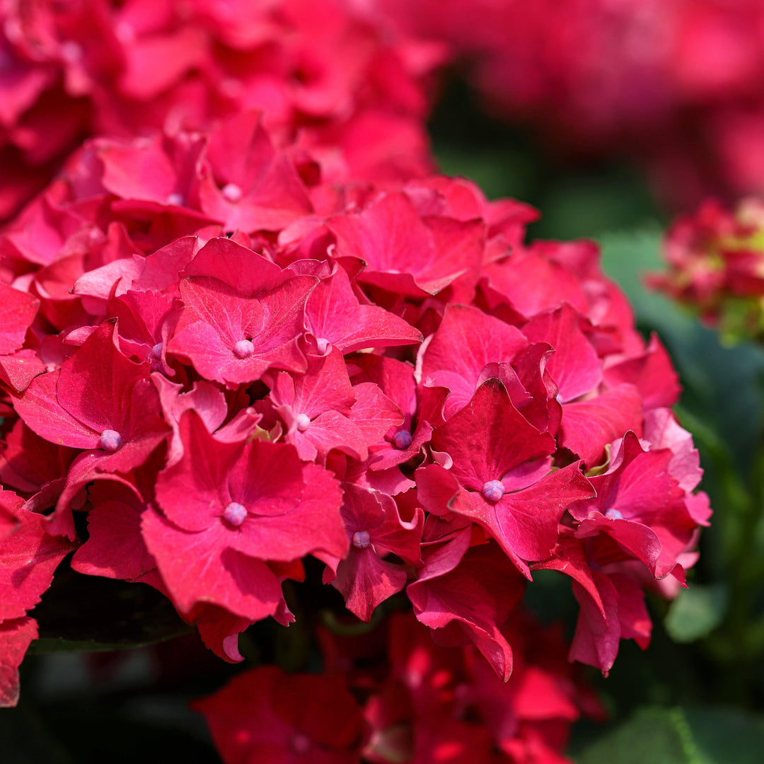 Hydrangea macrophylla 'Jon04' ~ Monrovia® Tuxedo® Red Hydrangea-ServeScape