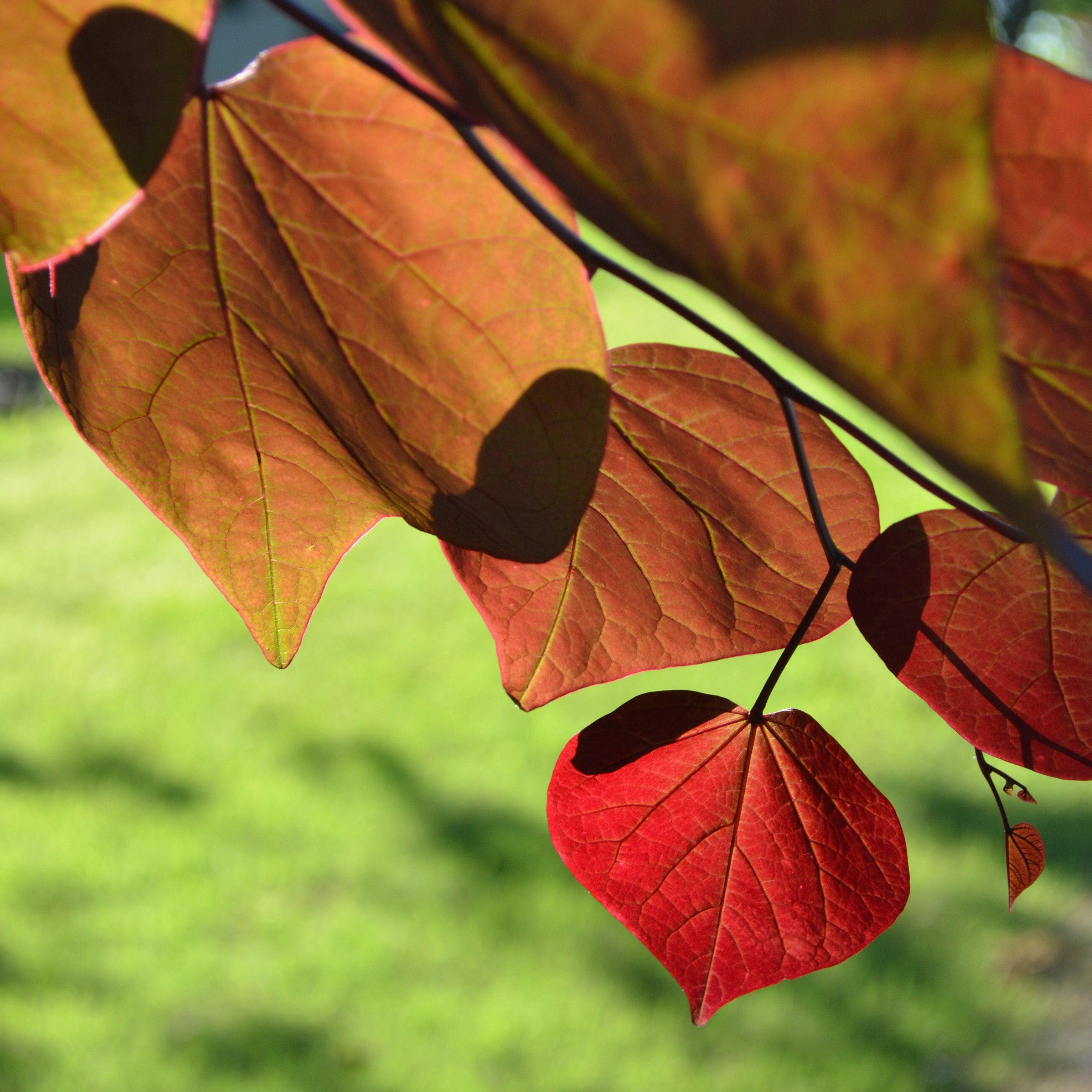 Hearts A'Fire™ Redbud - Cercis canadensis 'JN100' – ServeScape