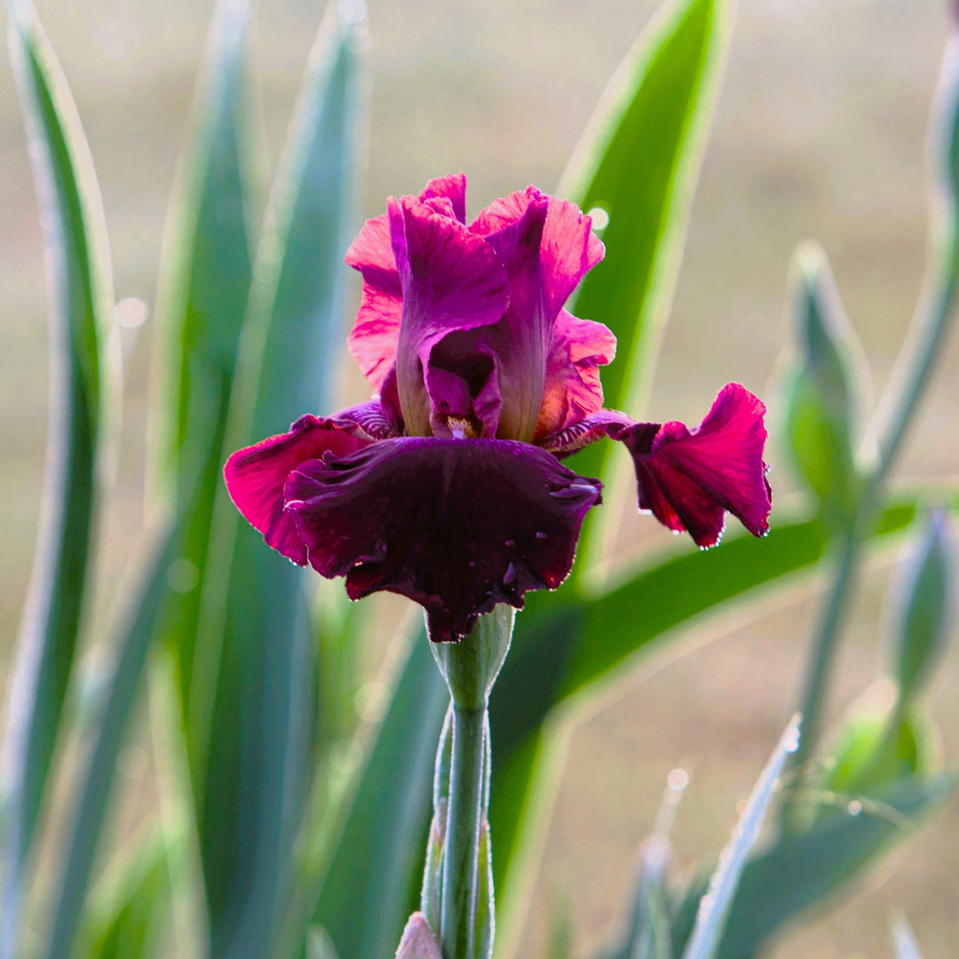 Iris germanica 'Neptune's Wine' ~ Neptune's Wine Bearded Iris-ServeScape