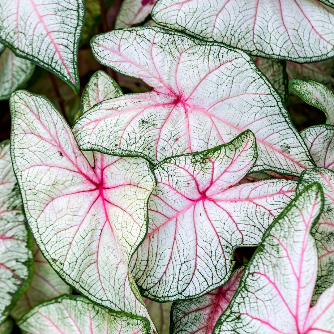 Caladium 'Fantasy' ~ Fantasy Caladium-ServeScape