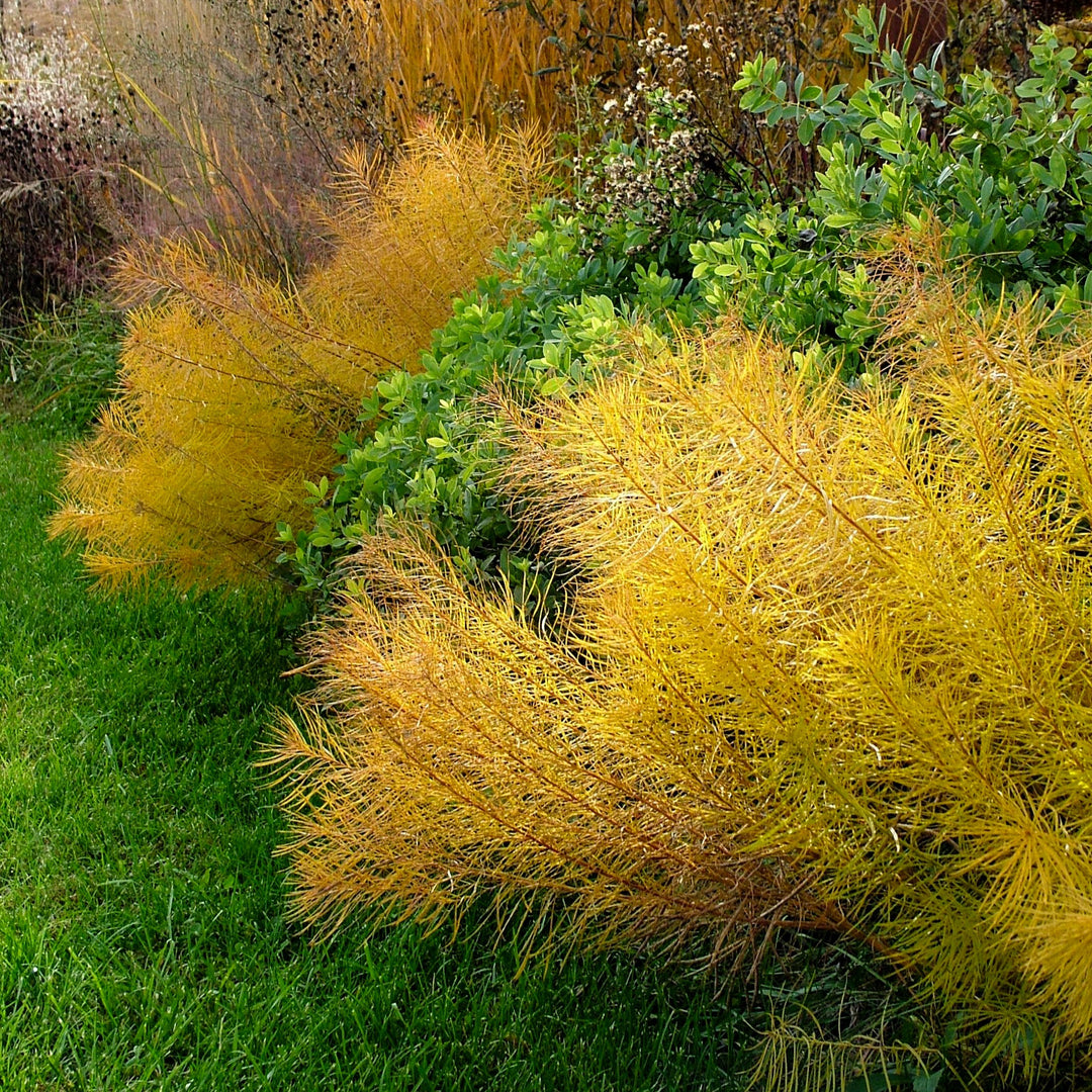 Amsonia x 'Butterscotch' ~ Butterscotch Blue Star-ServeScape