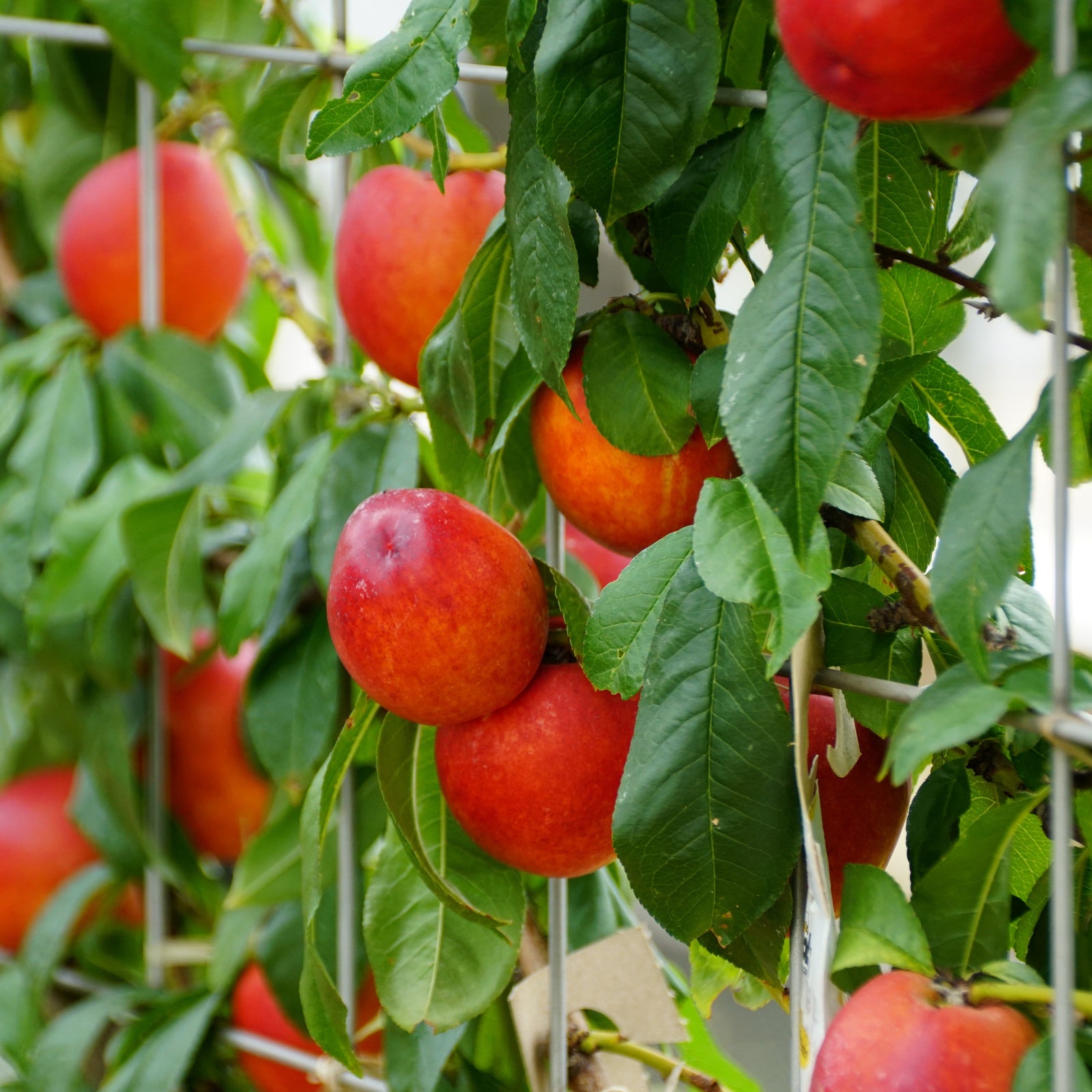 Prunus persica var. nucipersica 'Fantasia' ~ Fantasia Nectarine-ServeScape