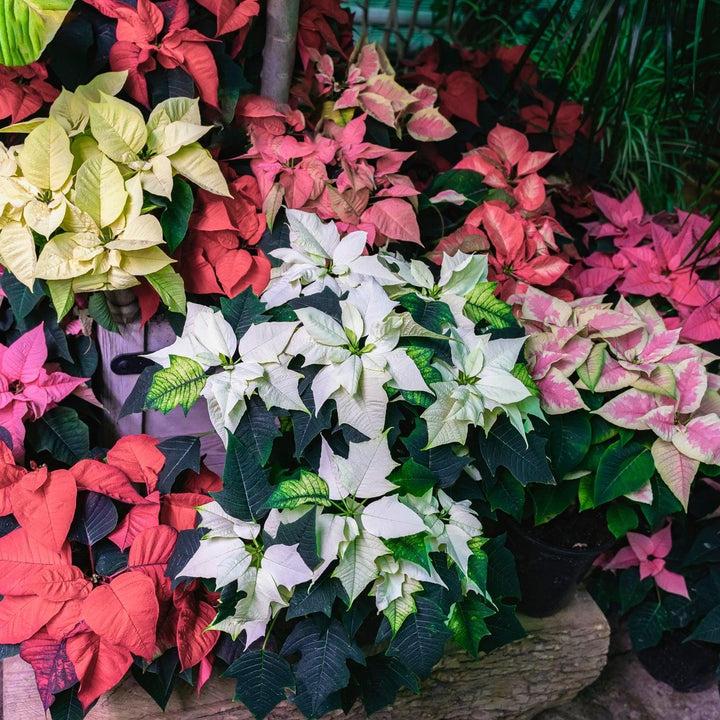 Poinsettia PRE-SALE