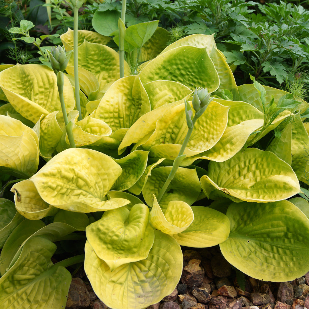 Hosta 'Maui Buttercups' ~ Maui Buttercups Hosta-ServeScape