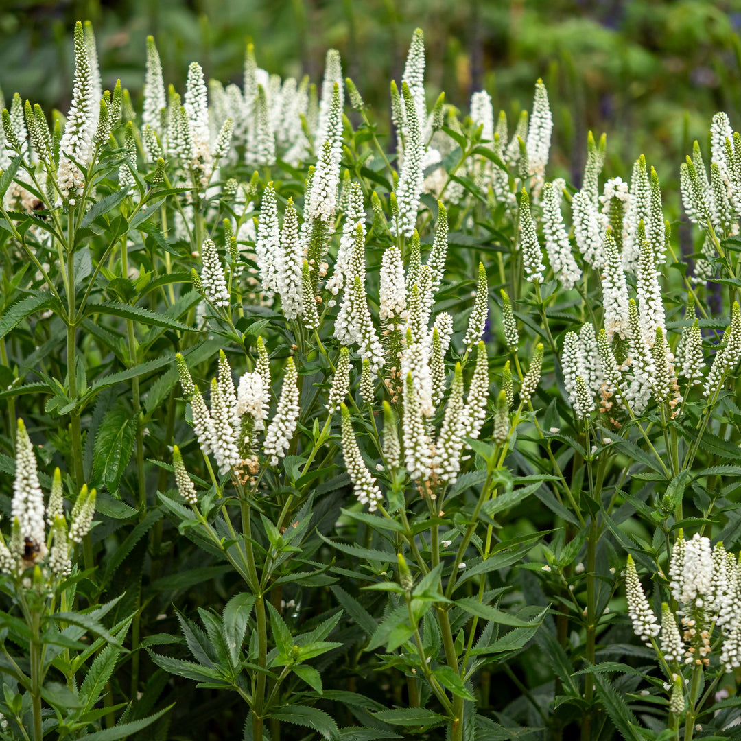 Veronica longifolia 'Alllady' ~ First Lady Speedwell-ServeScape