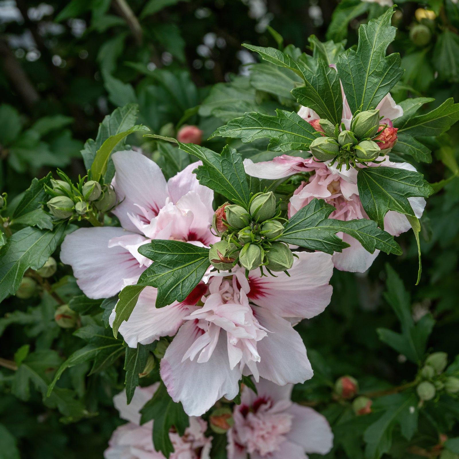 Hibiscus syriacus 'Whit XXI' ~ Lady Bug® Rose of Sharon-ServeScape