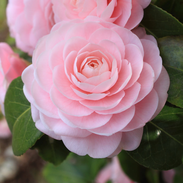 Camellia japonica 'April Pink' ~ April Pink Camellia-ServeScape