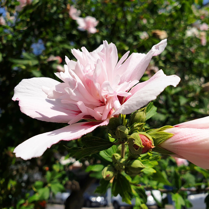 Hibiscus syriacus 'Whit XXI' ~ Lady Bug® Rose of Sharon-ServeScape