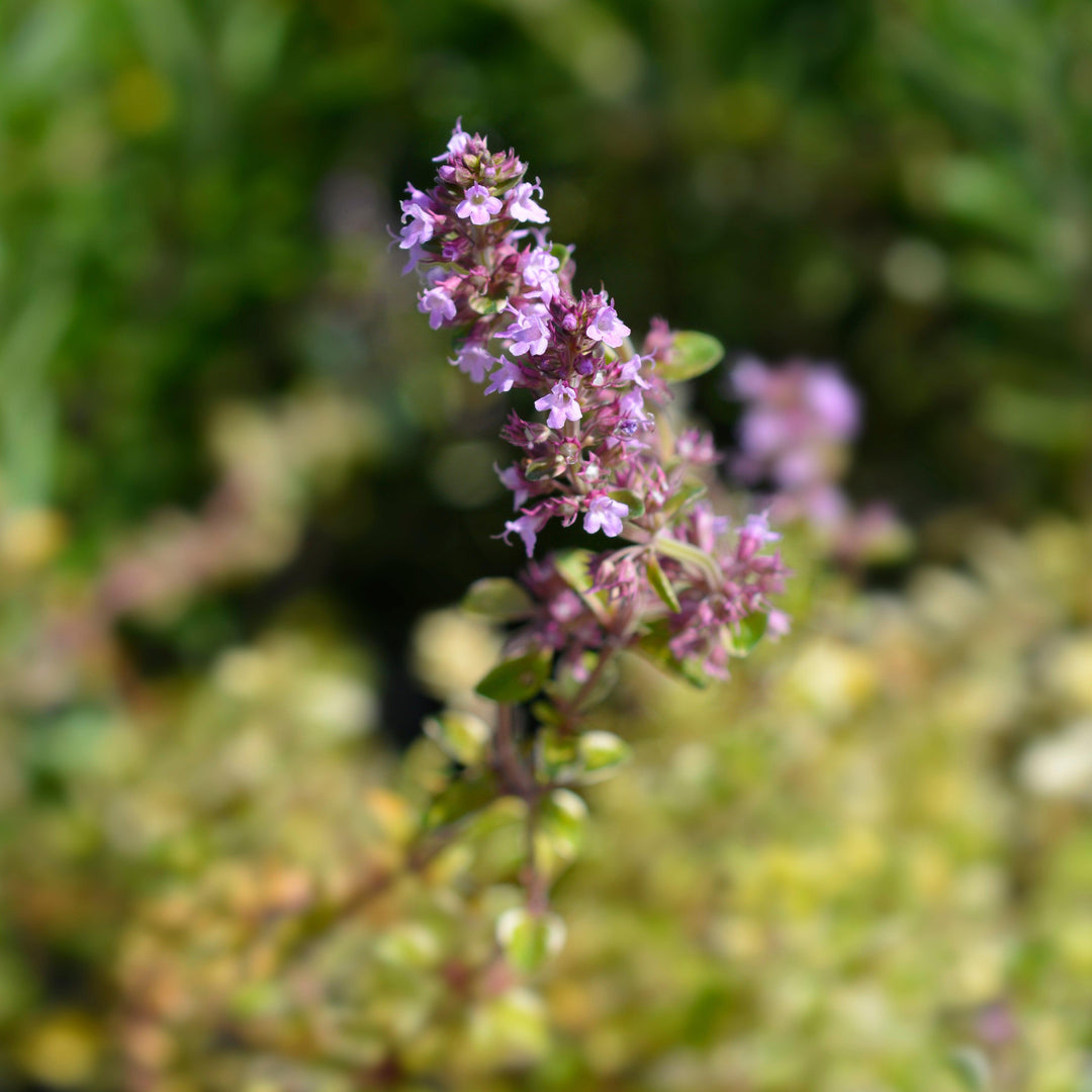 Thymus pulegioides 'Foxley' ~ Foxley Thyme-ServeScape