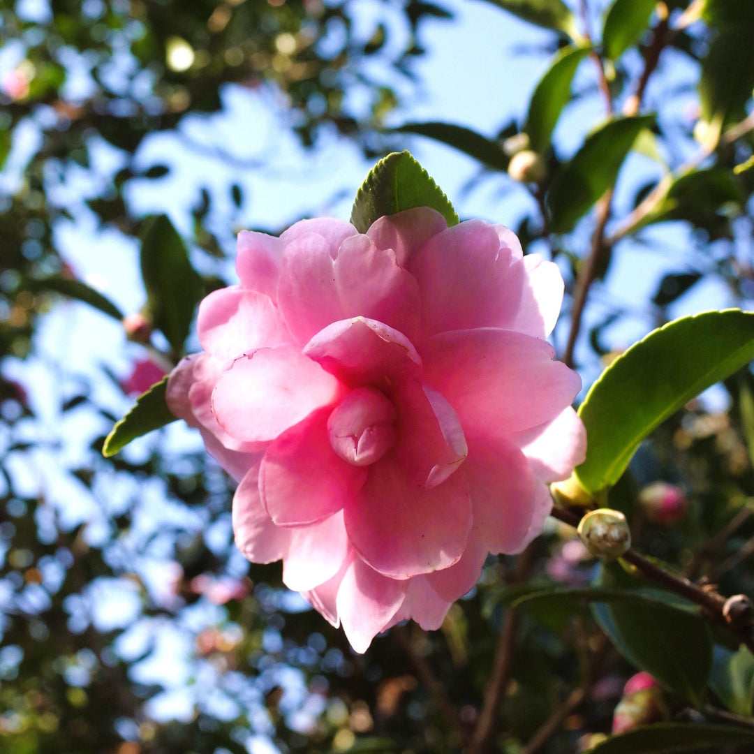 Camellia sasanqua 'Dream Weaver' ~ Dream Weaver™ Camellia-ServeScape
