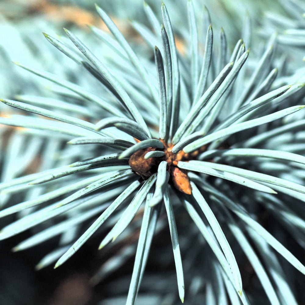 Picea pungens 'Baby Blue' ~ Baby Blue Spruce-ServeScape