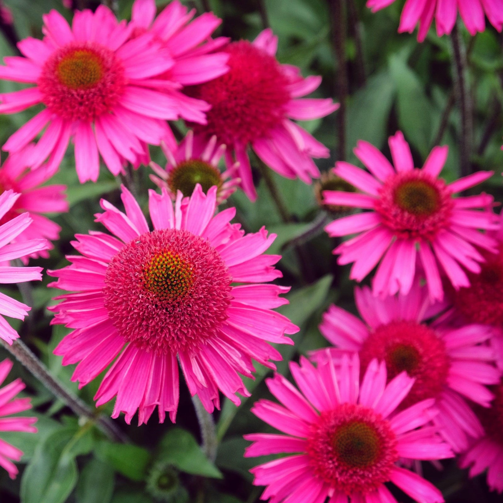 Echinacea 'Noortdeli' ~ Delicious Candy® Coneflower-ServeScape