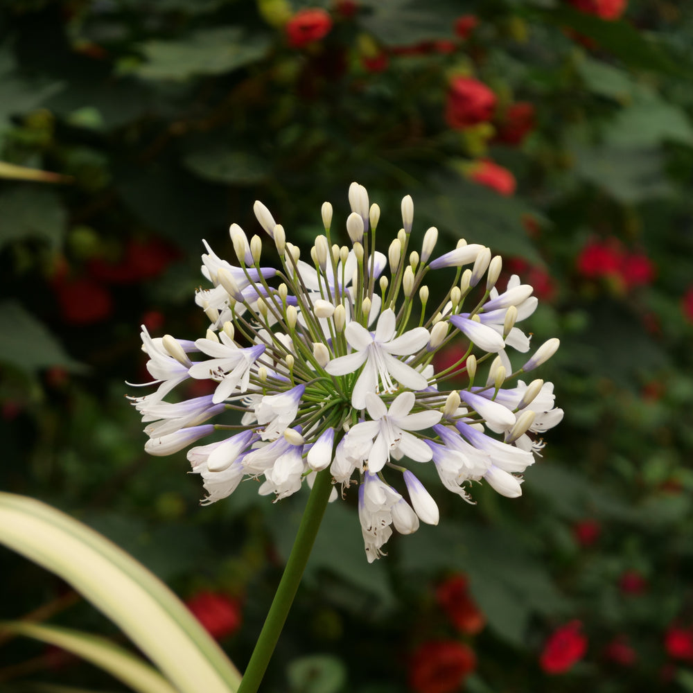 Agapanthus hybrid ‘AMBIC001’ PP25519 ~ Indigo Frost™ Agapanthus-ServeScape