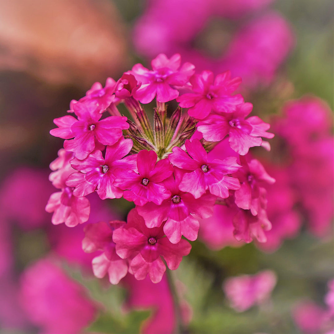 Verbena canadensis 'Homestead Hot Pink' ~ Homestead Hot Pink Verbena-ServeScape
