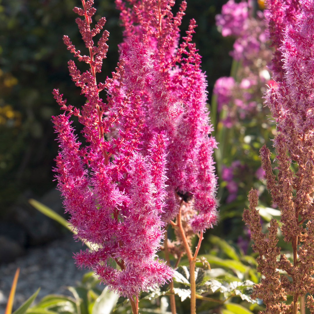 Astilbe chinensis 'Youandme Always' PP #32,942 ~ Monrovia® You And Me Always Astilbe-ServeScape