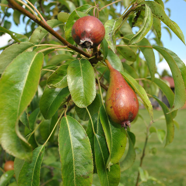 Pyrus communis 'Red D'Anjou' ~ Red D'Anjou Pear-ServeScape