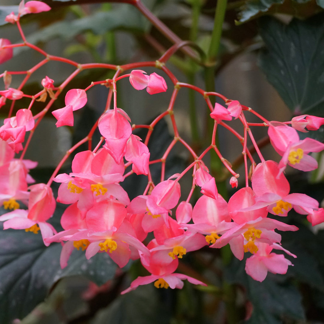 Begonia 'Lana' ~ Lana Angelwing Begonia-ServeScape
