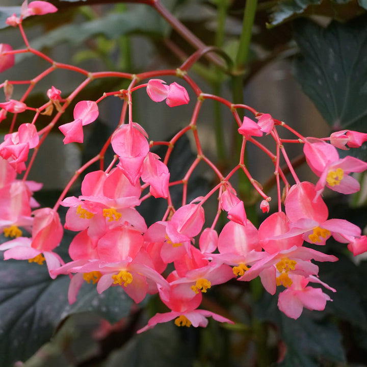 Begonia 'Lana' ~ Lana Angelwing Begonia-ServeScape