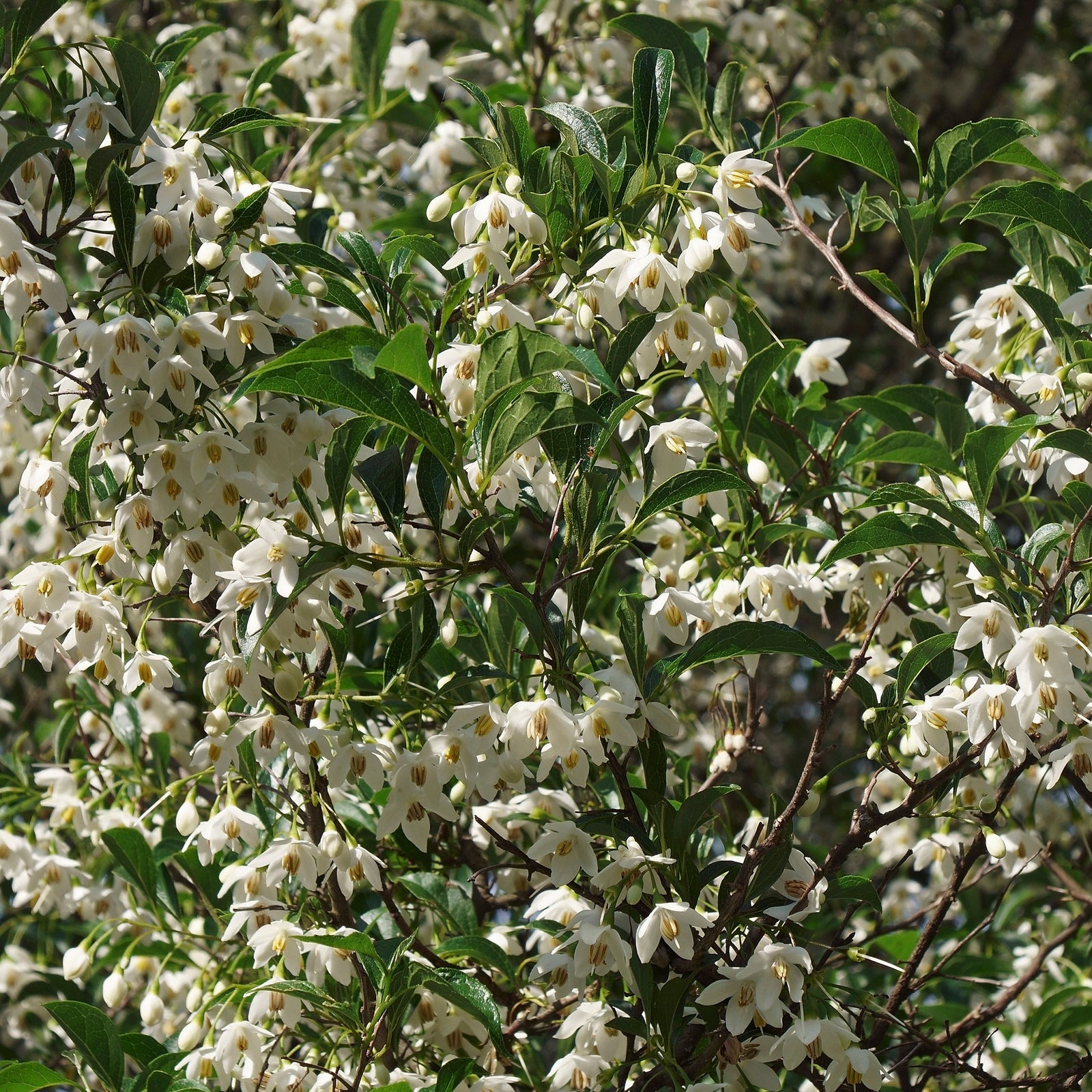 Styrax japonicus 'Snowcone' ~ Snowcone Japanese Snowbell-ServeScape