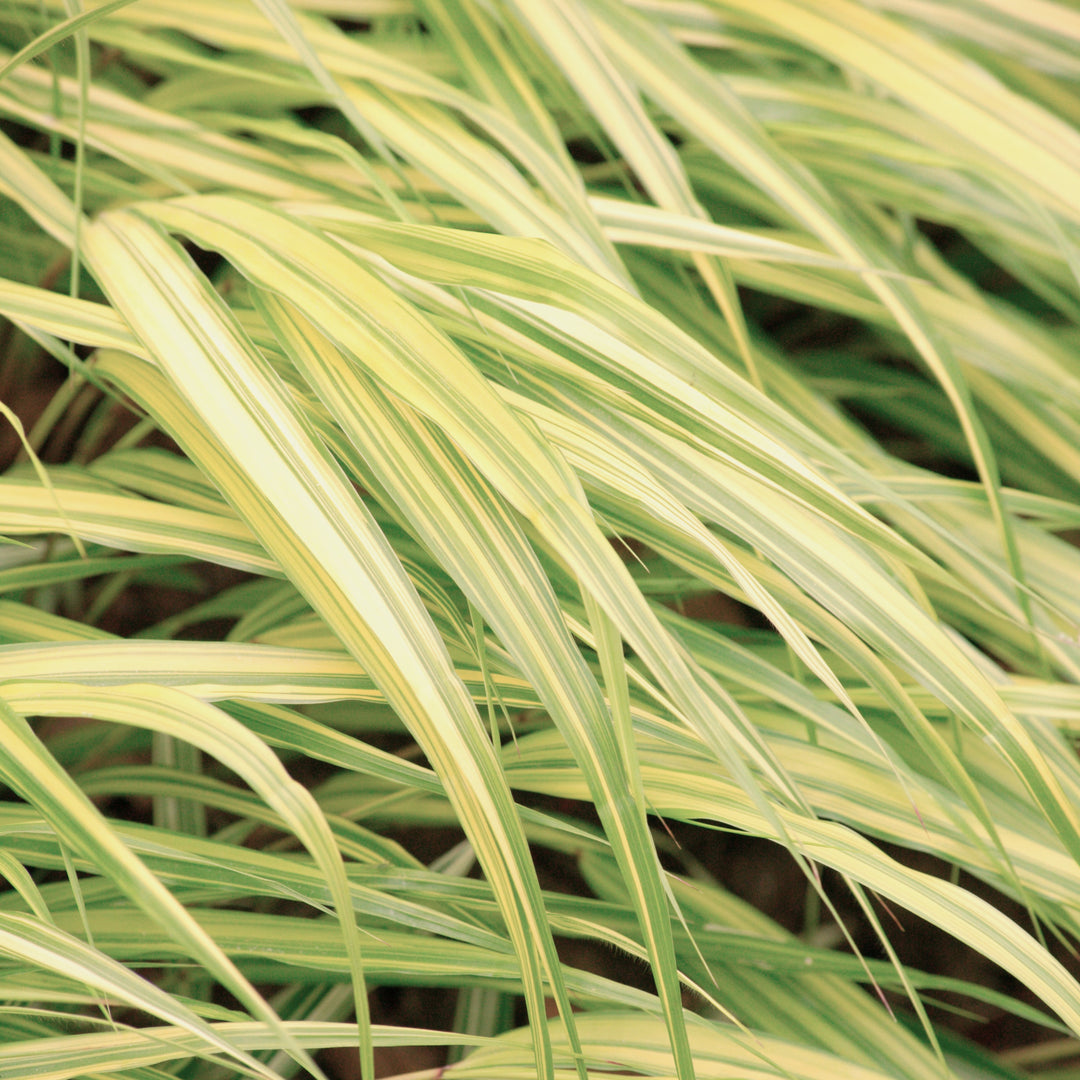 Hakonechloa macra 'Hakbri1' ~ Lemon Zest™ Japanese Forest Grass-ServeScape