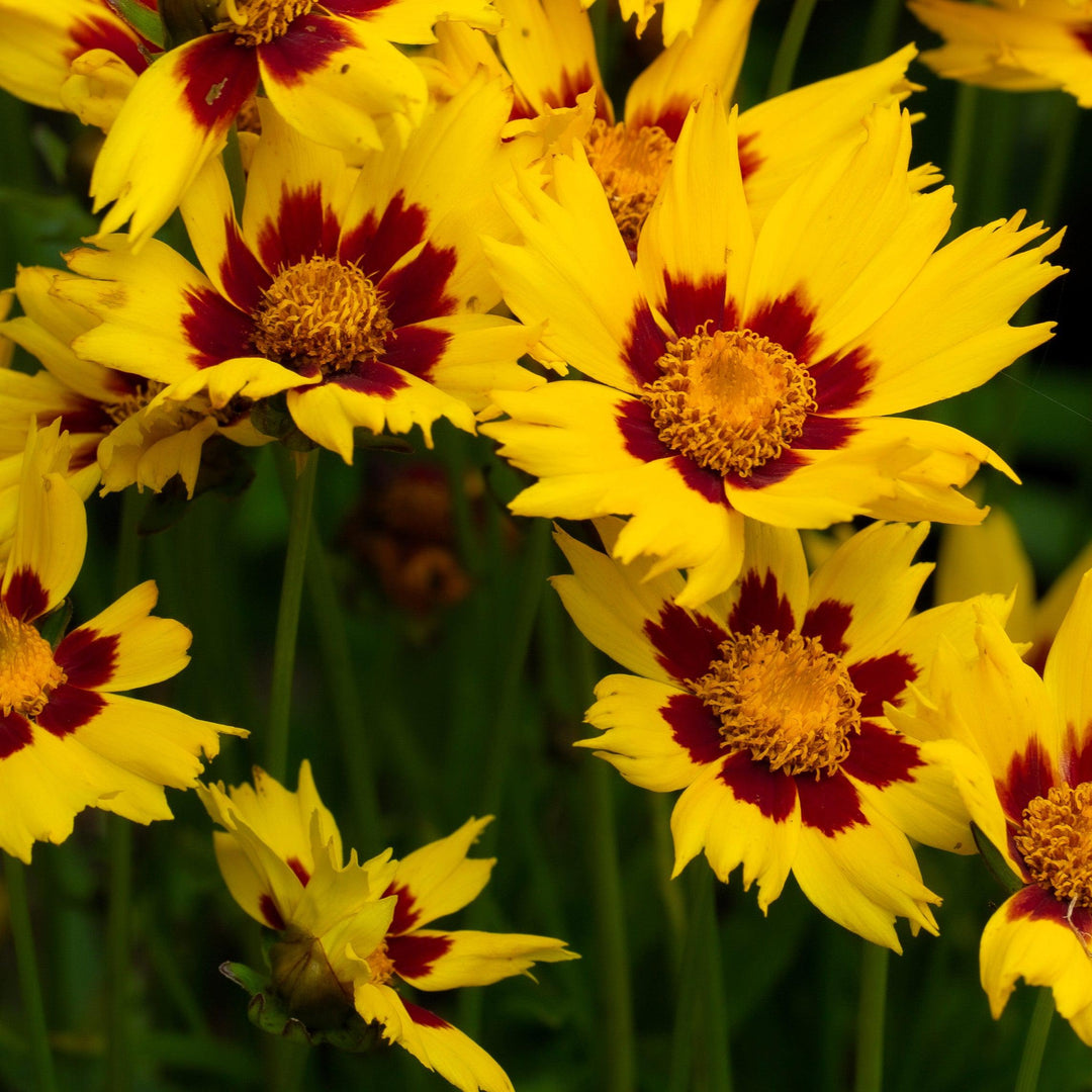 Coreopsis x 'Enchanted Eve' PP27857 ~ Lil' Bang™ Enchanted Eve Tickseed-ServeScape