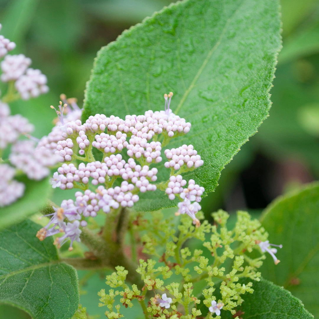 Callicarpa americana var lactea ~ White American Beautyberry-ServeScape