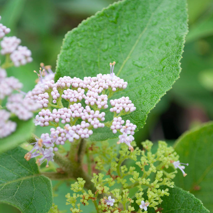 Callicarpa americana var lactea ~ White American Beautyberry-ServeScape