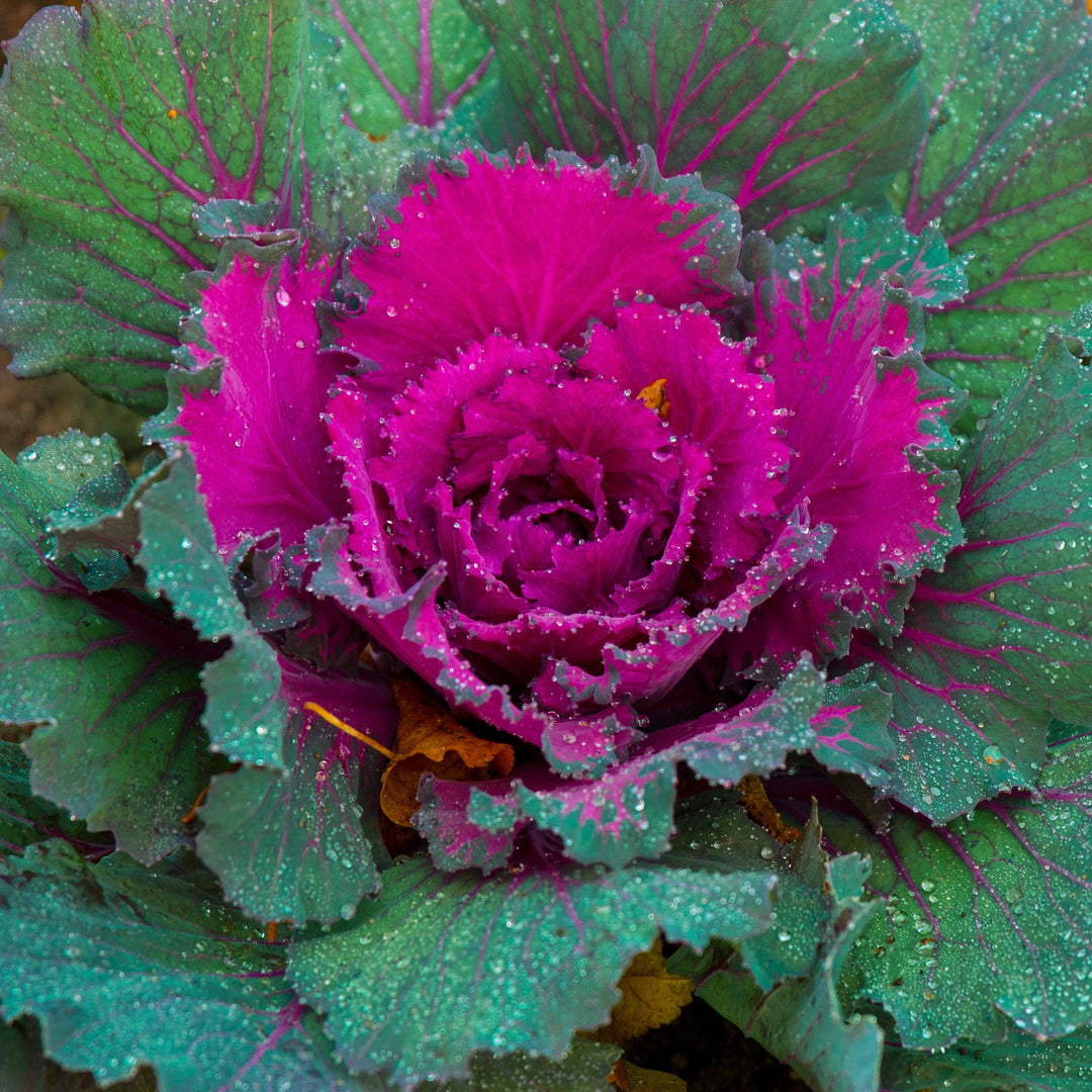 Brassica oleracea (Acephala Group) 'Color Up Red' ~ Color Up Red Ornamental Cabbage-ServeScape