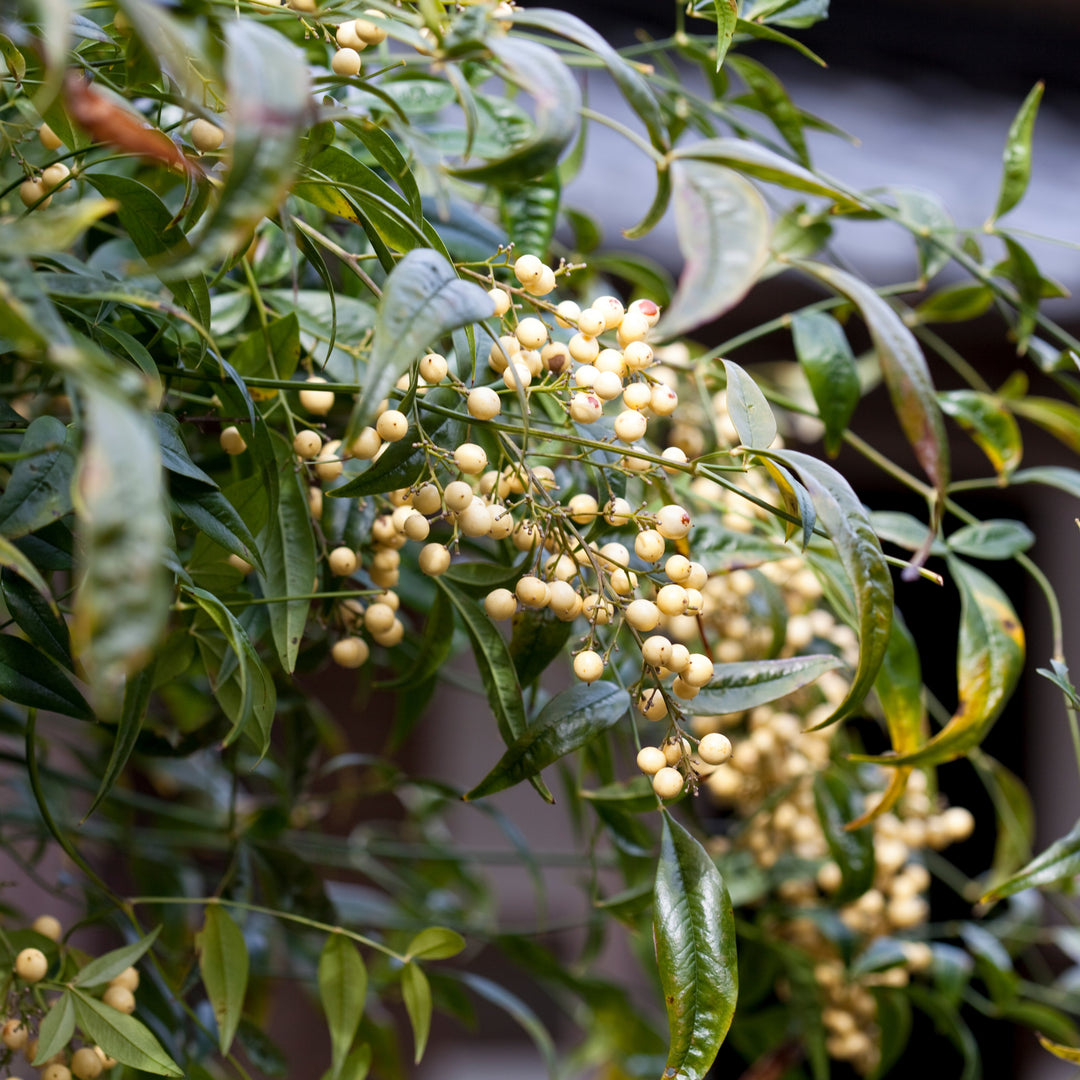 Nandina domestica 'Burgundy Wine' ~ Burgundy Wine Heavenly Bamboo-ServeScape