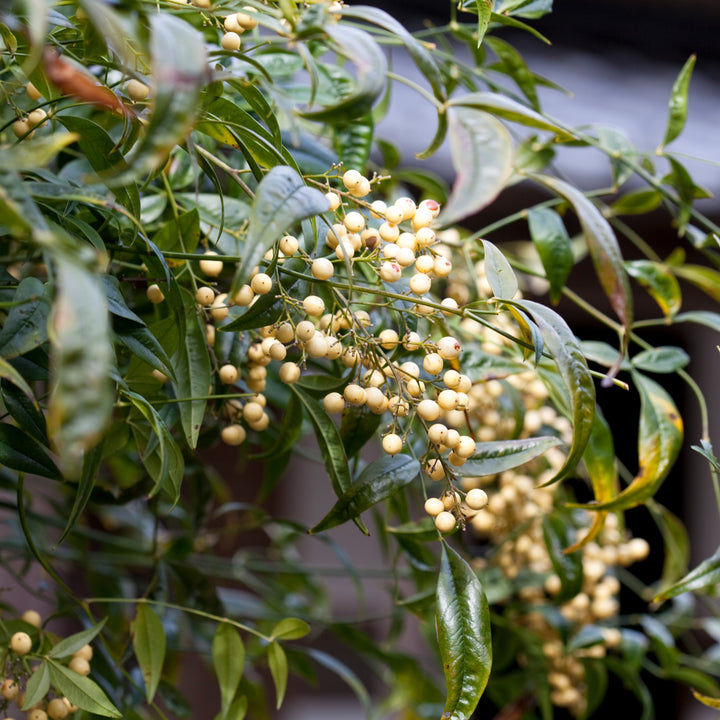 Nandina domestica 'Burgundy Wine' ~ Burgundy Wine Heavenly Bamboo-ServeScape