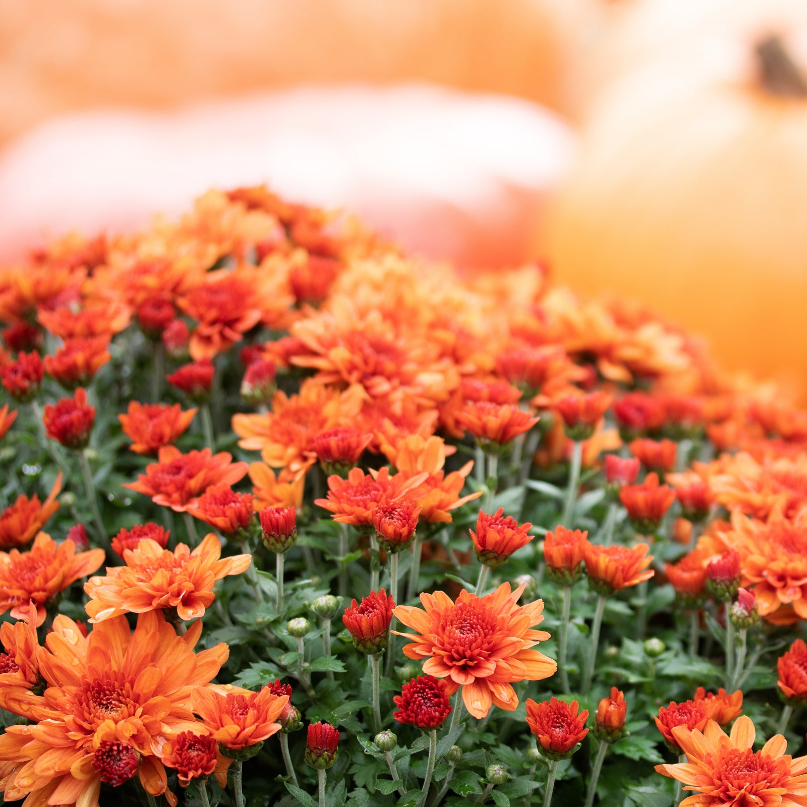 Chrysanthemum x morifolium 'Arluno Orange' ~ Belgian Mum® Arluno Orange Mum-ServeScape