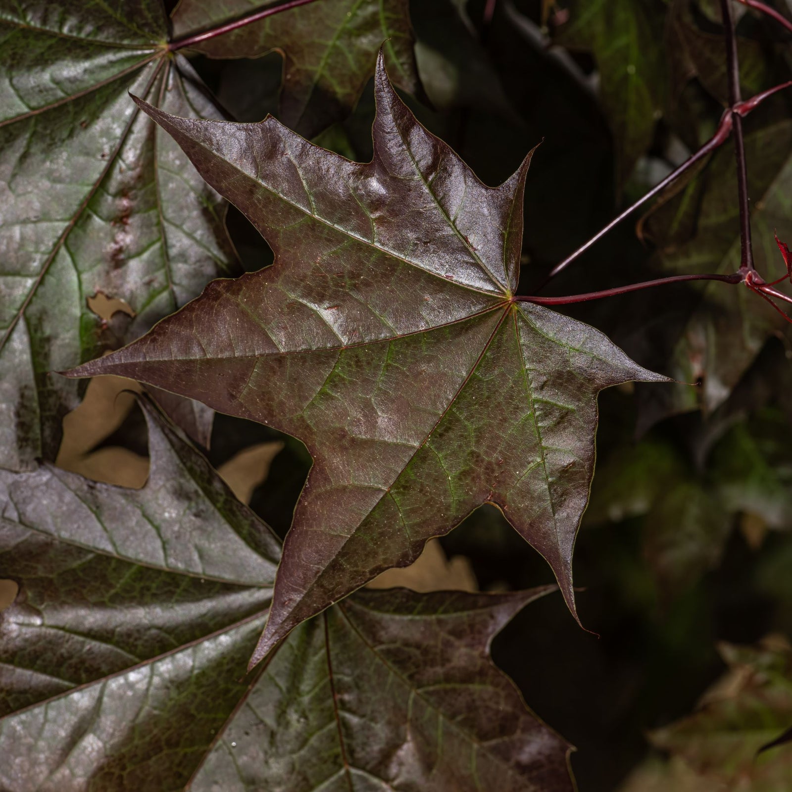 Acer truncatum x Acer platanoides 'JFS-KW202' PP 21838 ~ Crimson Sunset® Maple-ServeScape