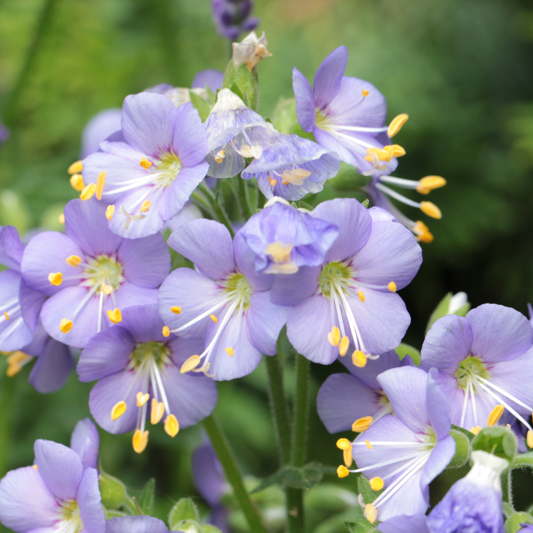 Polemonium boreale 'Heavenly Habit' ~ Heavenly Habit Jacob's Ladder-ServeScape