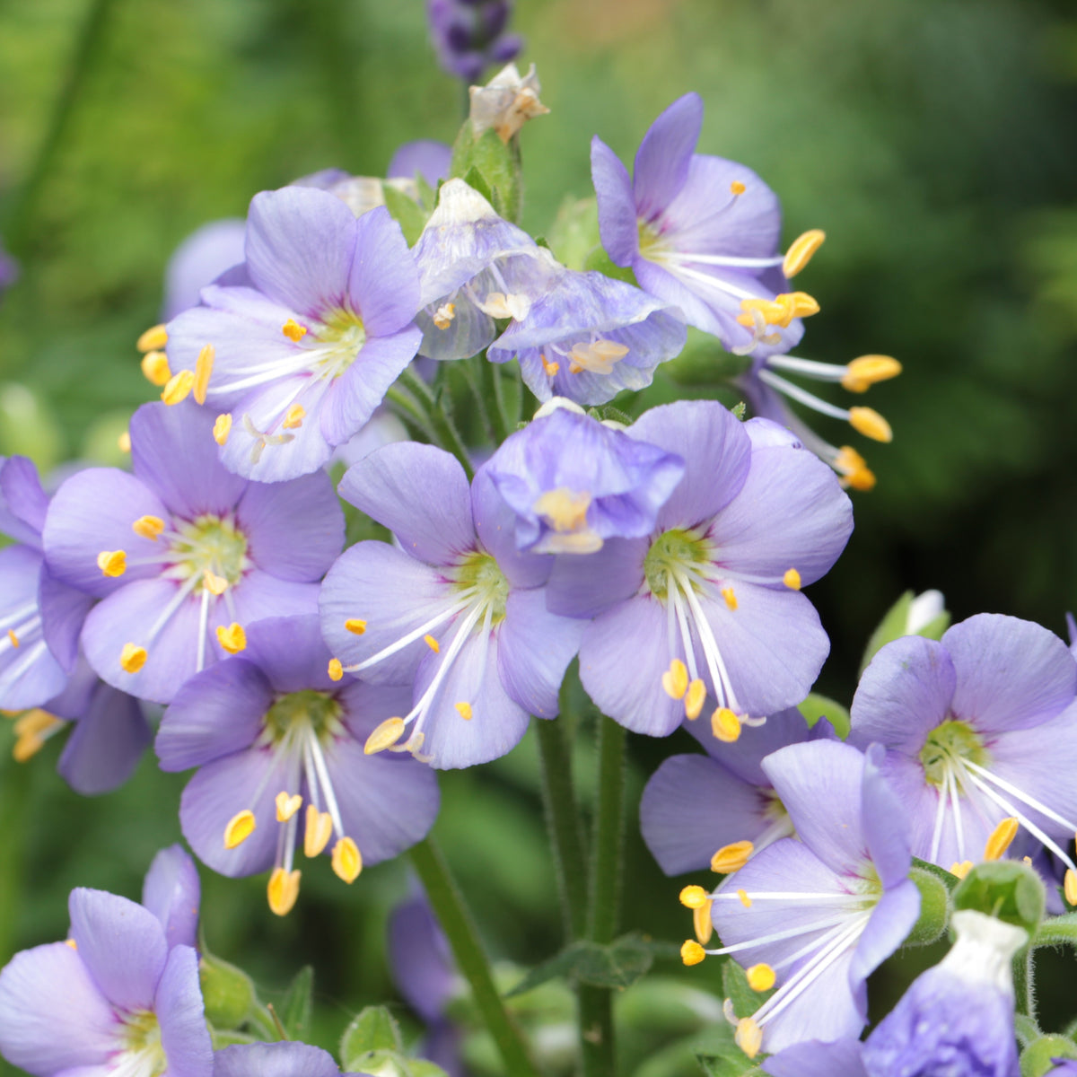 Polemonium boreale 'Heavenly Habit' ~ Heavenly Habit Jacob's Ladder-ServeScape