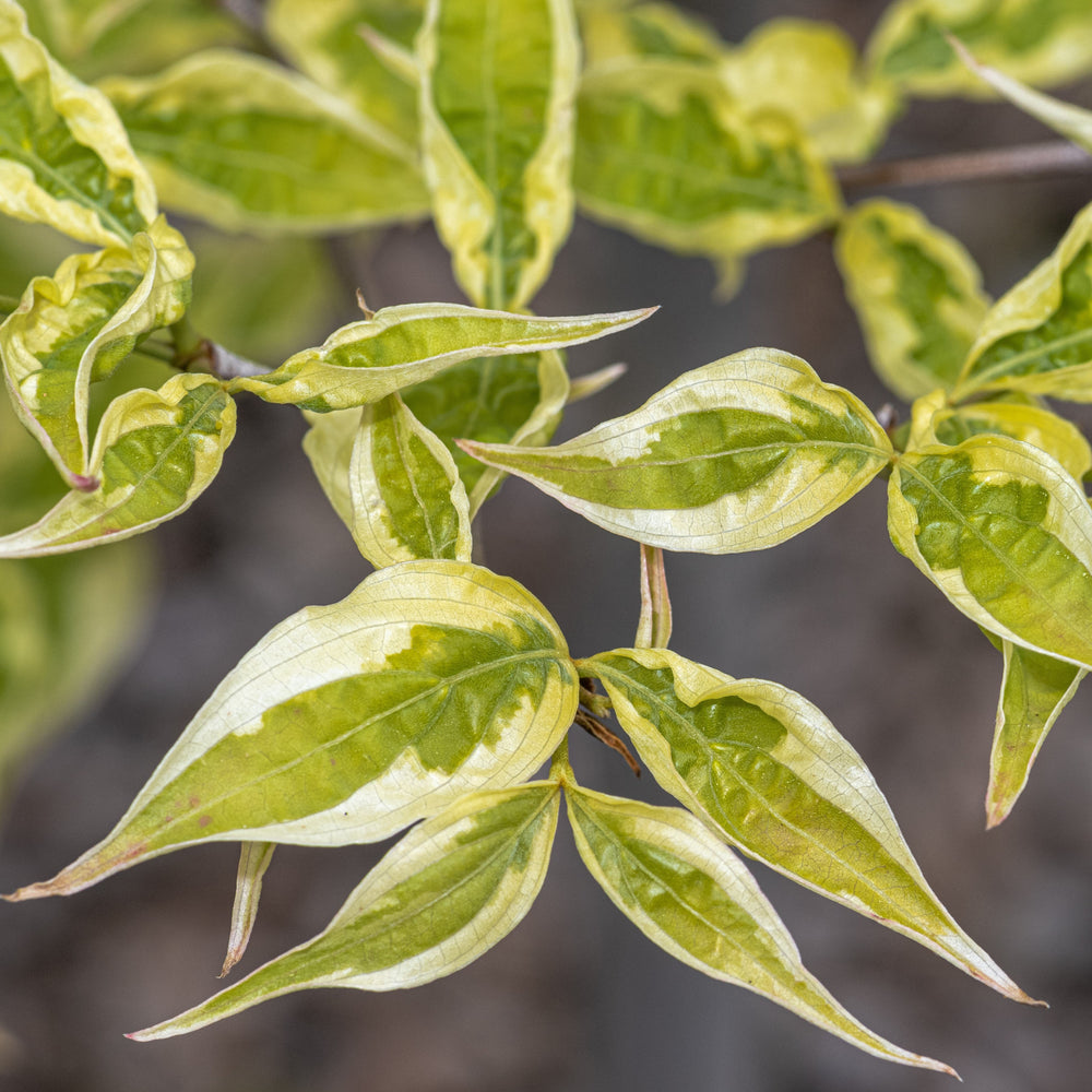 Cornus kousa 'Summer Fun' ~ Summer Fun Dogwood-ServeScape