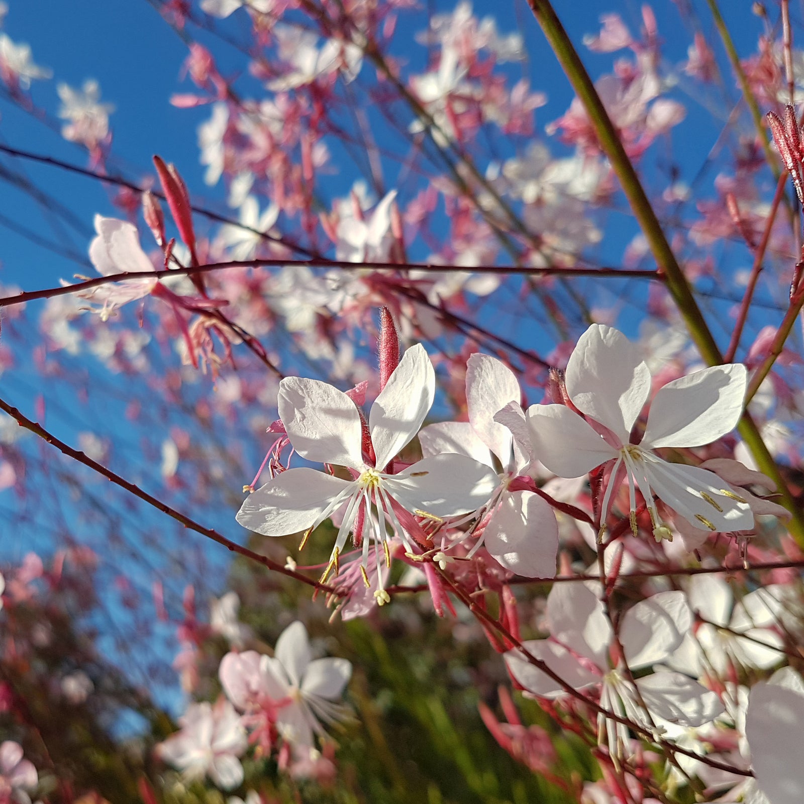 Gaura lindheimeri 'Siskiyou White' ~ Siskiyou White Gaura-ServeScape