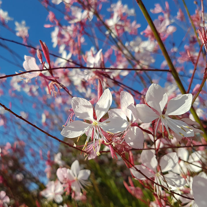 Gaura lindheimeri 'Siskiyou White' ~ Siskiyou White Gaura-ServeScape