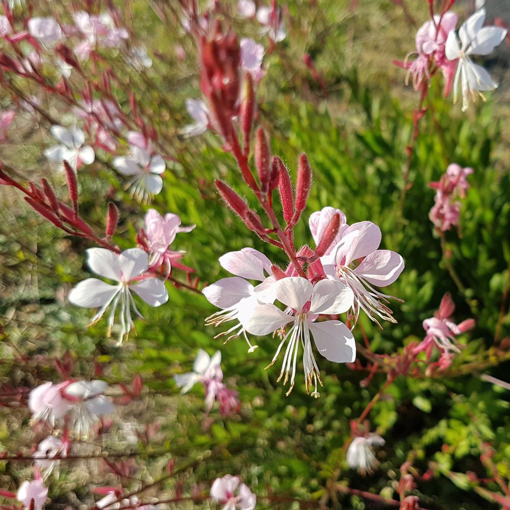 Gaura lindheimeri 'Siskiyou White' ~ Siskiyou White Gaura-ServeScape