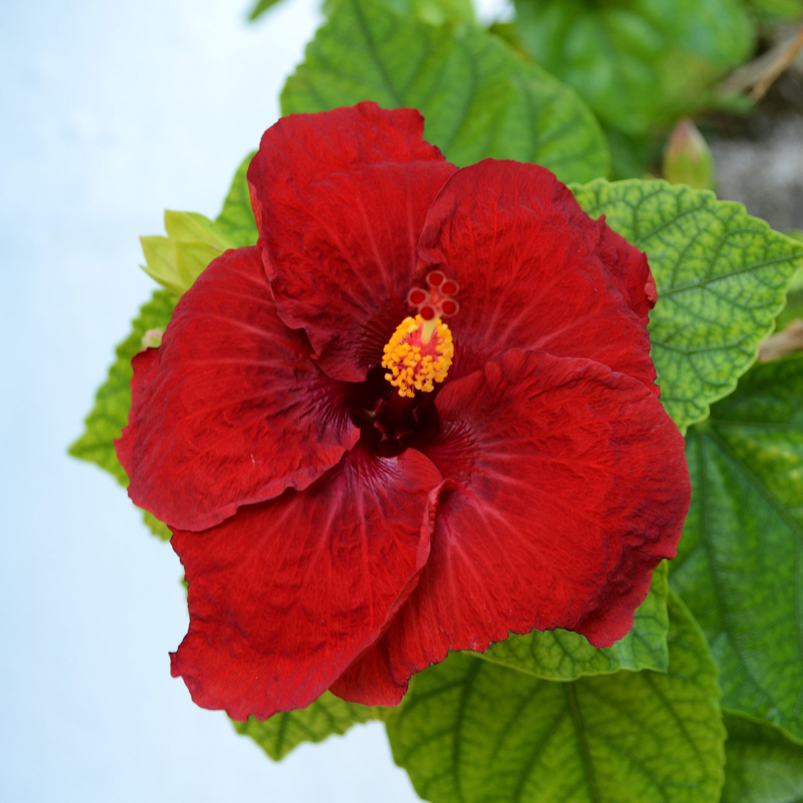 Hibiscus syriacus 'Exotic Red' ~ Exotic Red Hibiscus-ServeScape