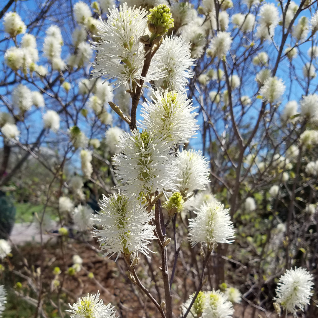 Fothergilla gardenii 'Blue Hawaii' ~ Blue Hawaii Fothergilla-ServeScape