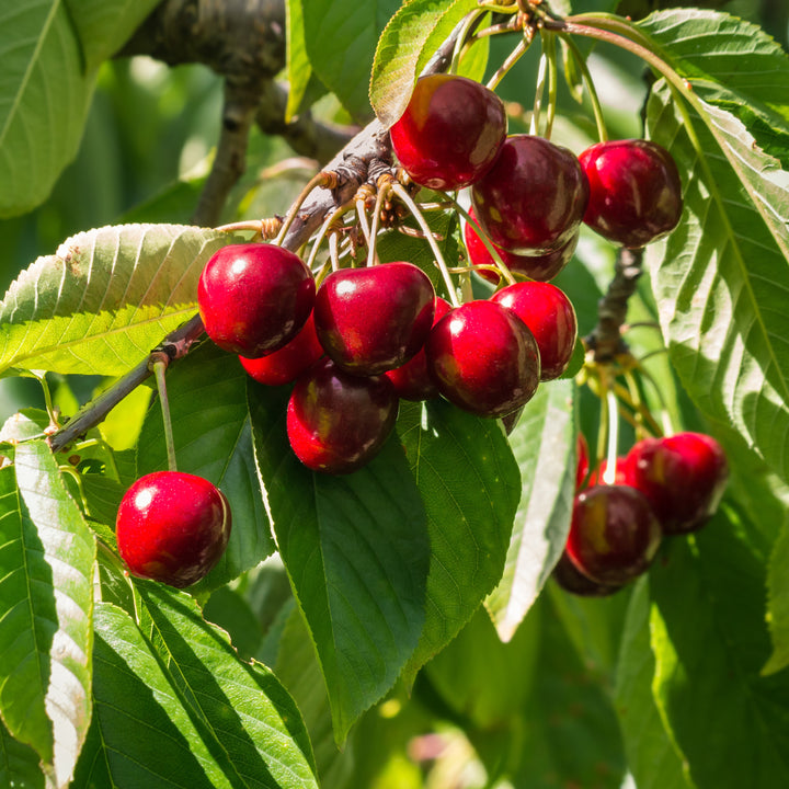 Prunus avium 'Stella' ~ Stella Sweet Cherry-ServeScape