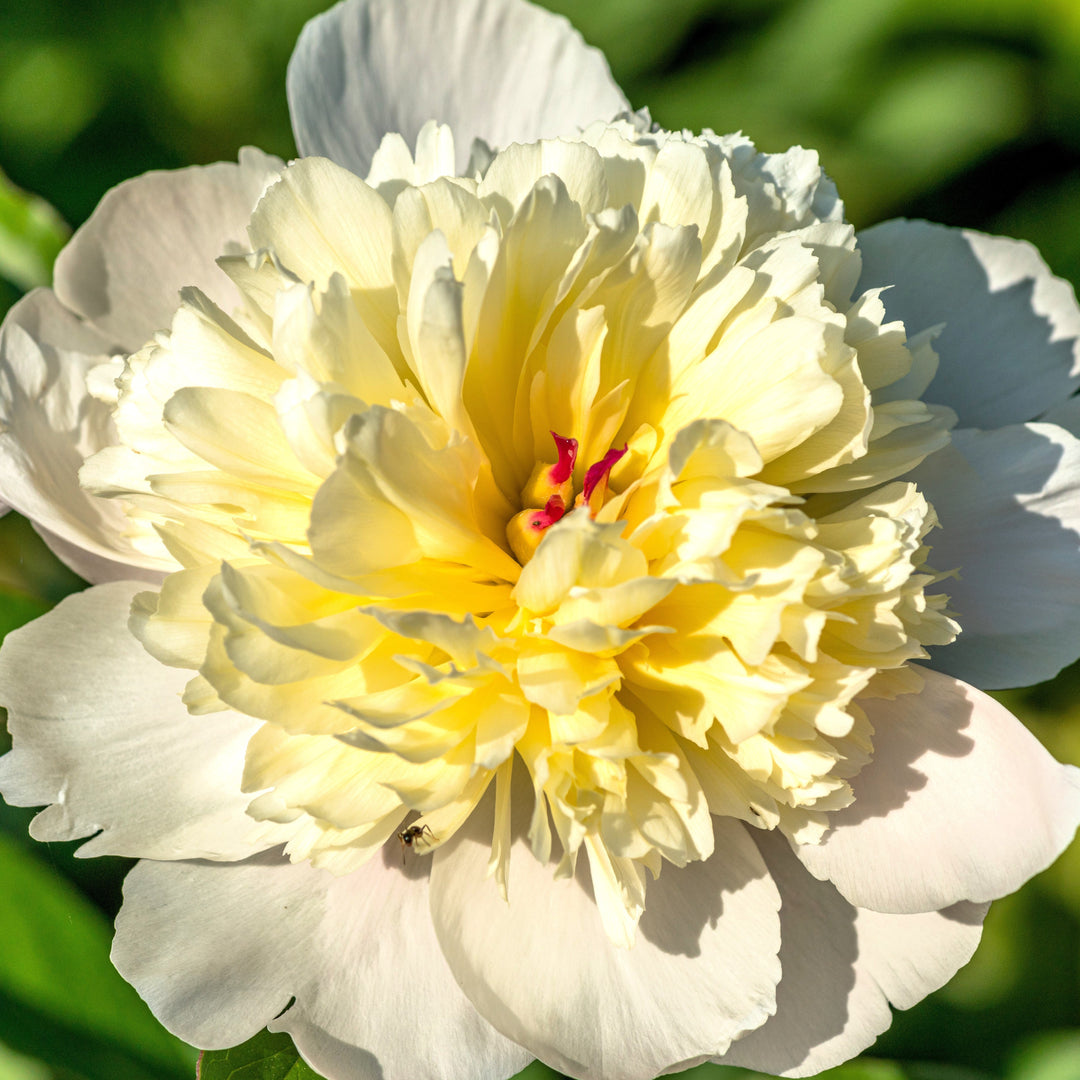 Paeonia lactiflora 'Immaculee' ~ Immaculee Peony-ServeScape