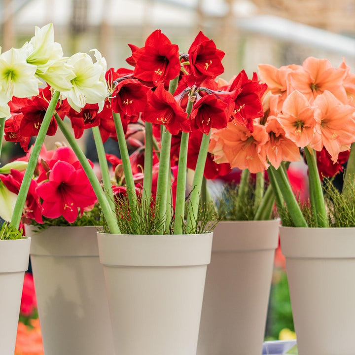 Christmas Holiday Flower PRE-SALE